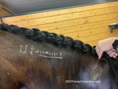 a person is grooming a brown horse's mane