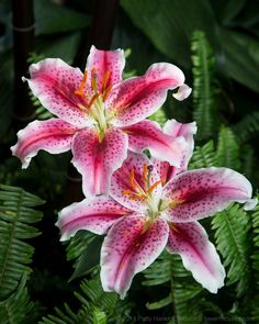 three pink flowers with yellow stamens and green leaves