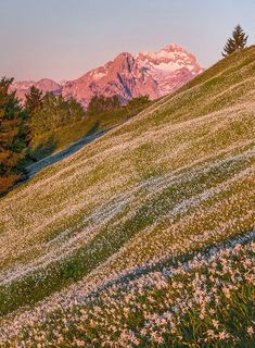 the mountains are covered in snow and grass with wildflowers on the ground below