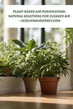 three potted plants sitting next to each other on a window sill with the words plant - based air purification natural solutions for cleaner air