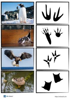 an image of different animals and birds in the water