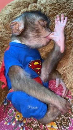 a baby monkey wearing a superman t - shirt is sitting on a blanket with his paw in its mouth