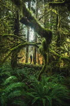 a man standing on a mossy log in the middle of a forest filled with trees