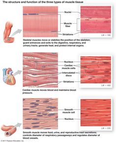 the muscles and their functions are shown in this diagram, with different sections labeled on each side