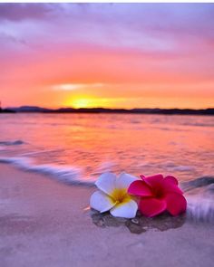 a pink and white flower sitting on top of a sandy beach next to the ocean