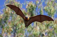 a bat flying through the air with trees in the background