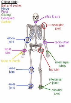 the skeletal skeleton labeled in different colors