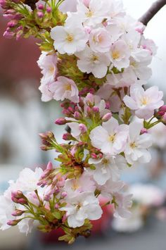 some white and pink flowers on a tree