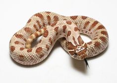 a close up of a snake on a white surface