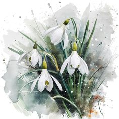 watercolor painting of snowdrops and grass on a white background with splashes