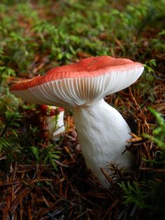 there is a small white and red mushroom in the grass