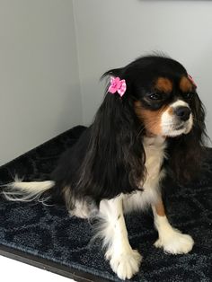 a black and white dog sitting on top of a blue carpet next to a wall