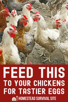 a group of chickens standing next to each other on top of a dirt field with the words feed this to your chickens for taster eggs