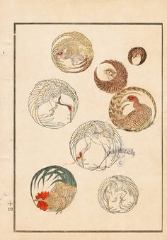 an old book with several different types of birds in the middle one is red, white and blue