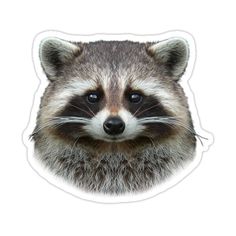 a raccoon looking at the camera sticker