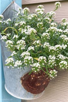 a potted plant with white flowers in it