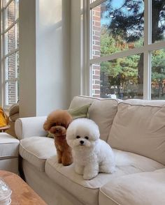 two poodles sitting on a couch in front of a window