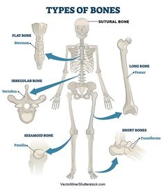 the bones are labeled in blue and white, with arrows pointing to different types of bones