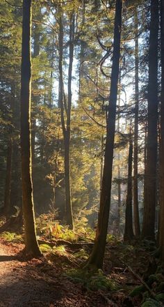 the sun is shining through the trees in the forest