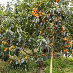 an orange tree with lots of fruit growing on it's branches in the grass