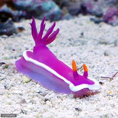 a purple and white slug sitting on top of sand