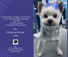 a small white dog wearing a blue ribbon around its head and ears with the words, yorkie terrier