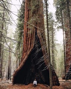 a man standing in front of a giant tree