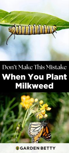 a monarch butterfly sitting on top of a plant with the words don't make this mistake when you plant milkweed