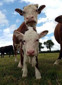 two baby cows standing next to each other in the grass