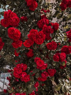 red roses growing on the side of a building