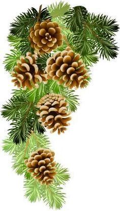 pine cones are hanging from the branch of a tree