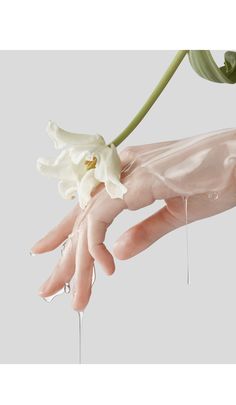 a person's hand holding a white flower with water drops falling off the petals