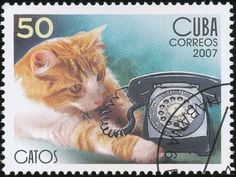 an orange and white cat laying on top of a telephone booth with the caption cuba correos 2007