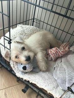 a small white dog laying on top of a blanket in a cage next to a stuffed animal