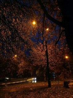 the street lights shine brightly in the night sky above leaves on the ground and trees