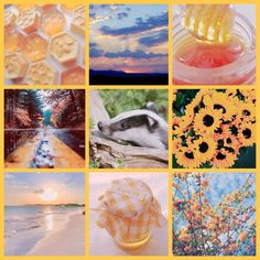 a collage of pictures with flowers and honeycombs in the middle, sunflowers on the other side