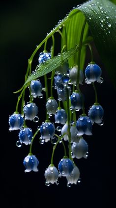 blue and white flowers with drops of water on the petals are hanging from a green leaf