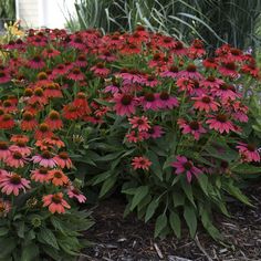 many pink and orange flowers in a garden