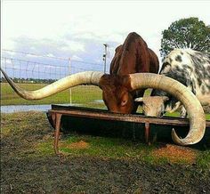 two long horn cows are eating from a trough