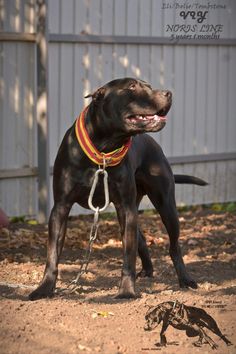 a large black dog standing on top of a dirt field