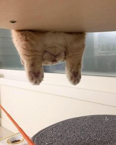 an orange cat is hanging upside down from the ceiling