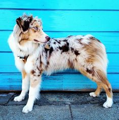 a brown and white dog standing next to a blue wall