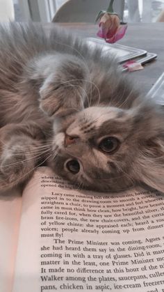 a cat laying on top of an open book