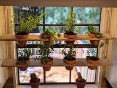 there are many potted plants on the shelves in the window sill, and one is empty