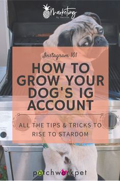 a dog standing on its hind legs in front of an open grill with the words how to grow your dog's ig account all the tips and tricks to rise to stardom