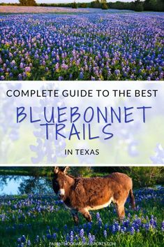 the bluebonnet trail in texas with text overlaying it that reads, complete guide