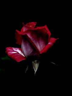 Low Key Photography, Love Rose Flower, In The Darkness, Unique Paintings, Love Rose, Flower Lover, The Darkness