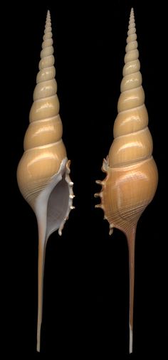 two seashells are shown side by side on a black background, one is white and the other is beige