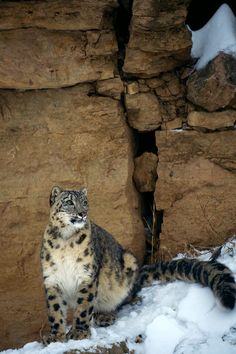 a snow leopard sitting in the snow next to a rock wall and some snow on the ground