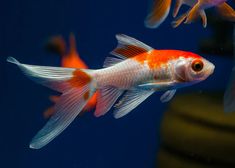 two orange and white fish in an aquarium